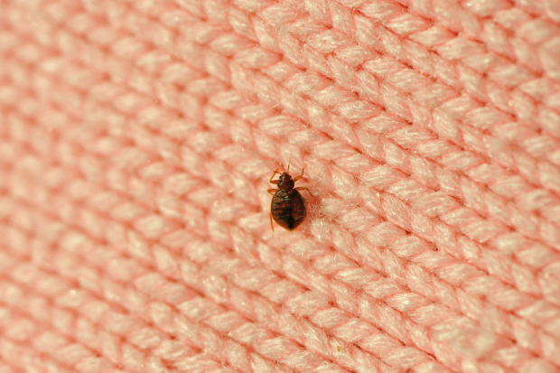Bed-Bug-Treatment- Oakley Best Pest Pros | Oakley, CA