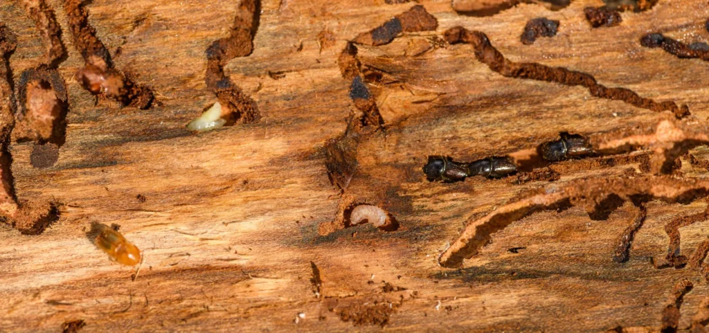 Is Your Home at Risk for Termite Damage - Oakley Best Pest Pros | Oakley, CA