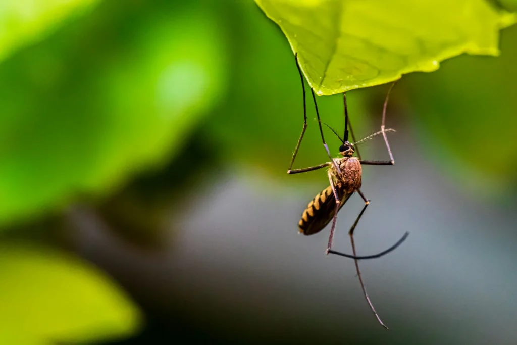 Mosquito-Control-for-Every-Outdoor-Space - Oakley Best Pest Pros | Oakley, CA