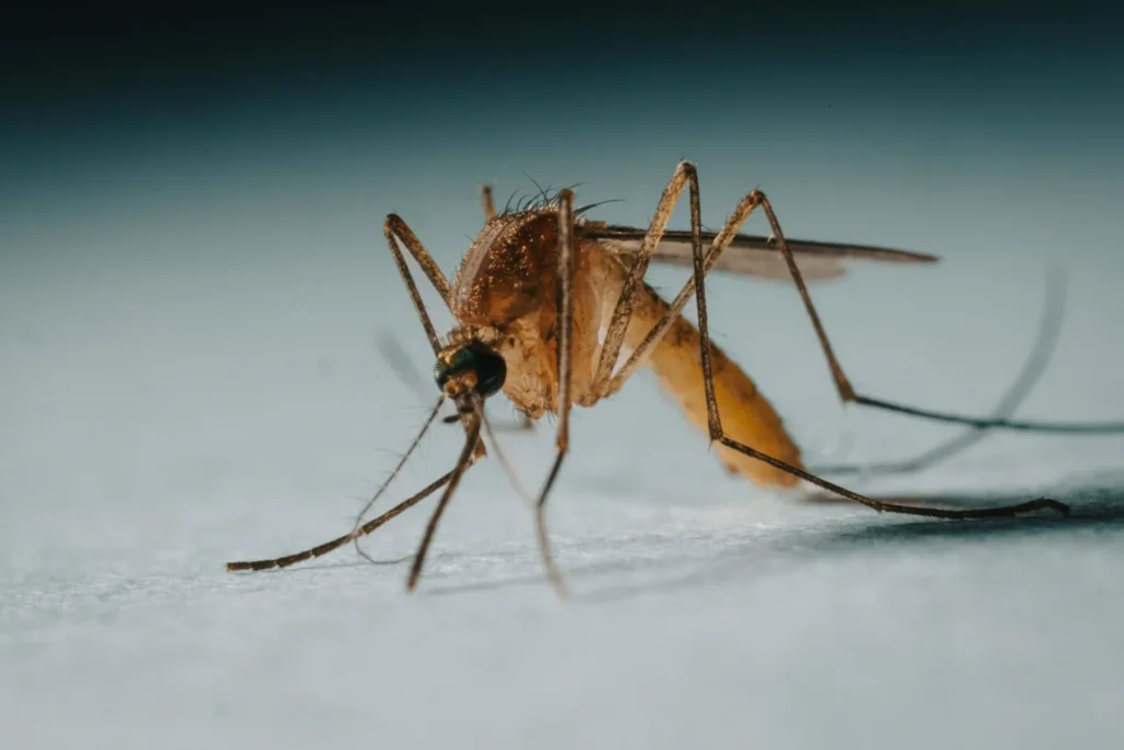 Protect Your Family from Mosquito-Borne-Diseases - Oakley Best Pest Pros | Oakley, CA