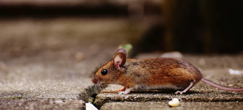 Residential-Commercial-Rodent-Solutions - Oakley Best Pest Pros | Oakley, CA