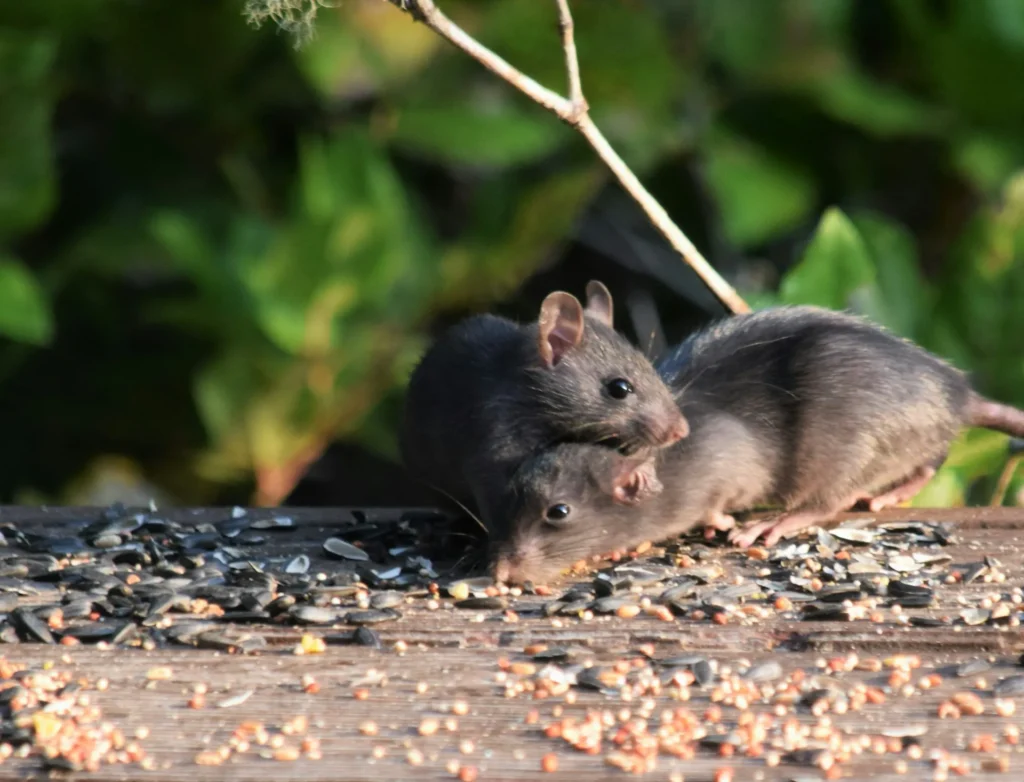 Rodent-Removal - Oakley Best Pest Pros | Oakley, CA
