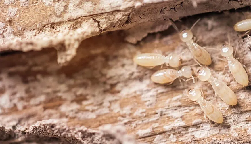Signs You May Have a Termite Infestation - Oakley Best Pest Pros | Oakley, CA