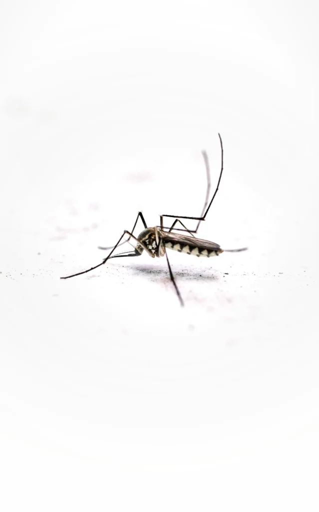 Tired of Mosquitoes Ruining Your Evenings - Oakley Best Pest Pros | Oakley, CA