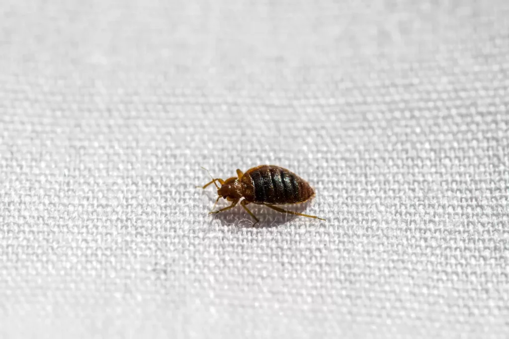 Why Bed Bug Heat Treatments Work Best - Oakley Best Pest Pros | Oakley, CA
