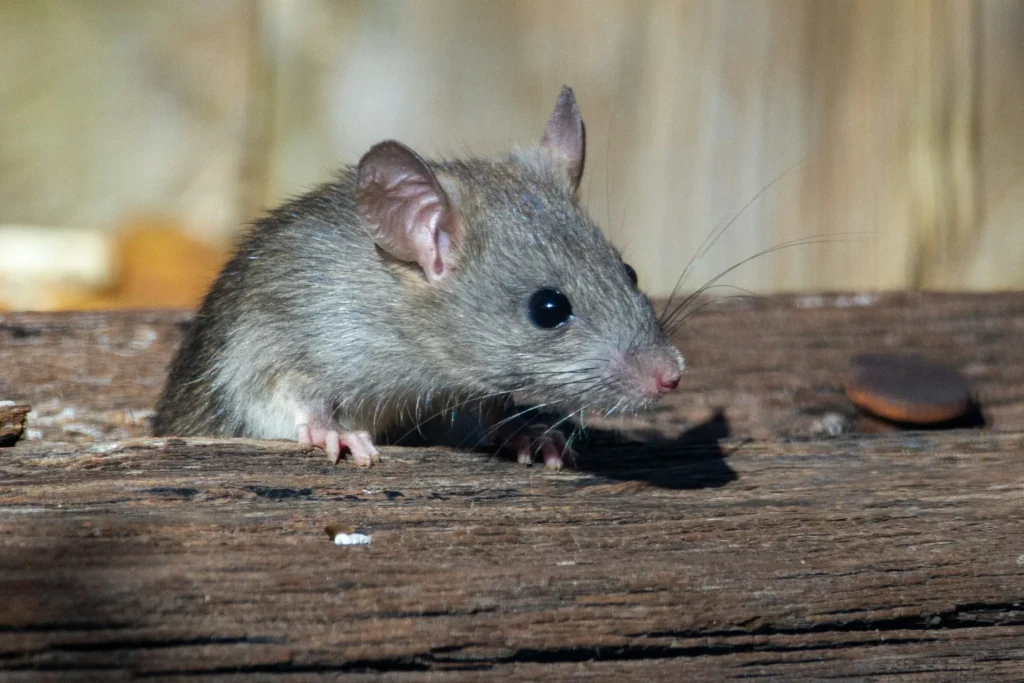 Why-Choose-Our-Rodent-Exterminators - Oakley Best Pest Pros | Oakley, CA